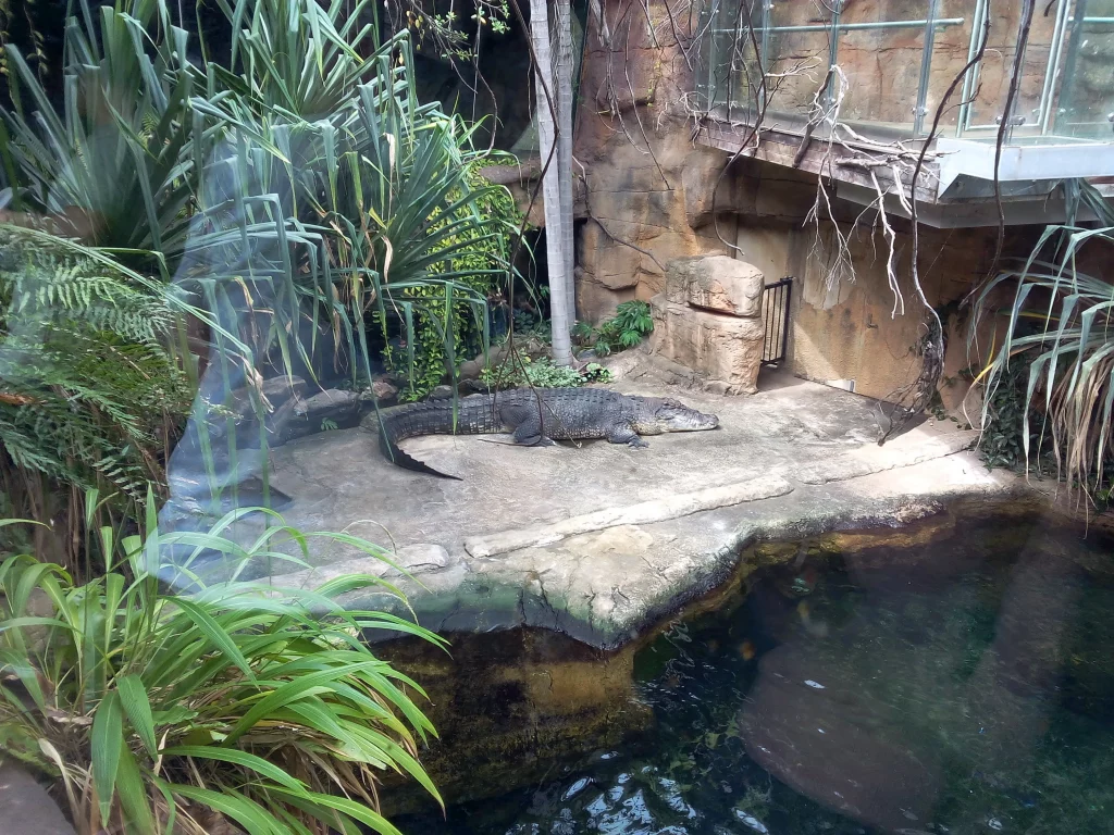 Lors de la découverte de Sydney, on découvre des crocodiles