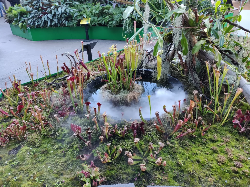 Plantes carnivores de Sydney
