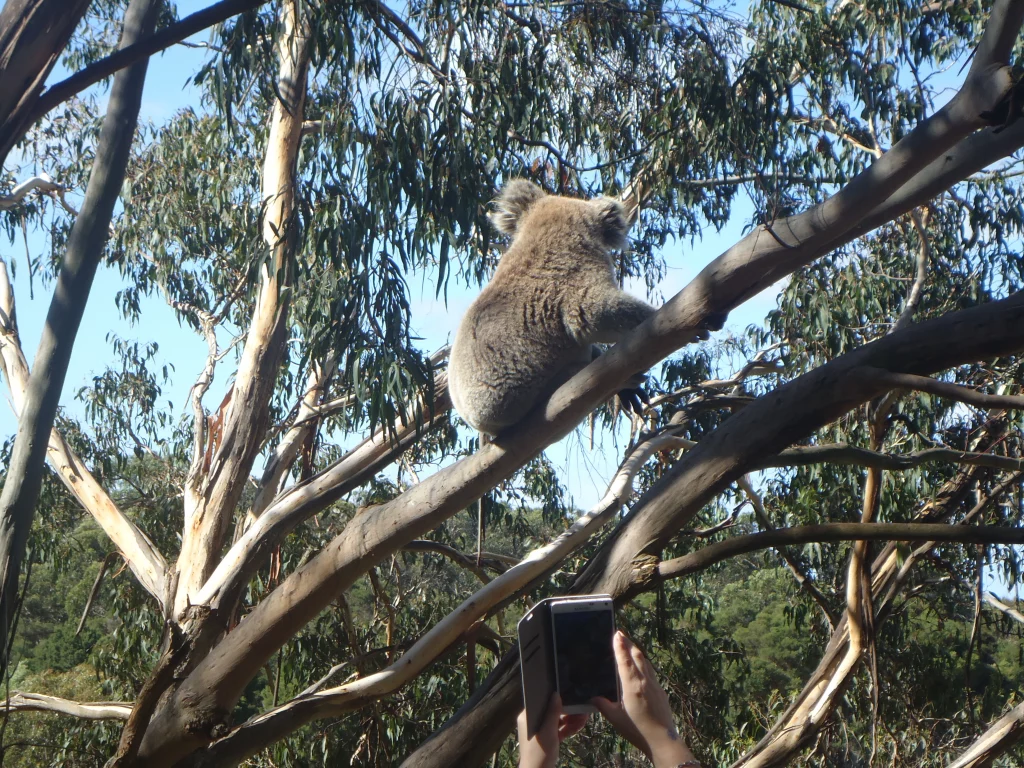 Un koala à Philip Island