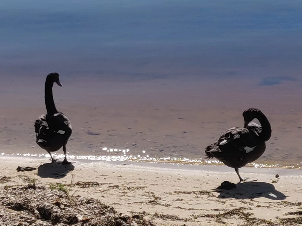 Le symbole de la ville ! Les cygnes noirs de Perth